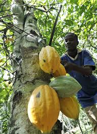 Harvesting Cacao Pods Under The Forest Canopy Fabrication Du Chocolat Cacao