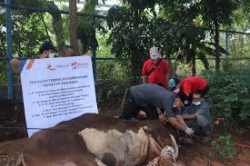 Hanun harus memberikan surat izin itu kepada buguru karena itu amanah dari bulan. Qurban Untuk Negeri Bakrie Amanah Menjangkau 12 Provinsi Republika Online