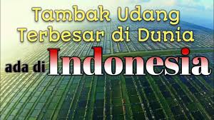 Tambak Udang Terbesar Di Dunia Ternyata Ada Di Indonesia Youtube