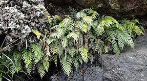 Image result for Asplenium aethiopicum