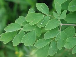 Image result for Thalictrum