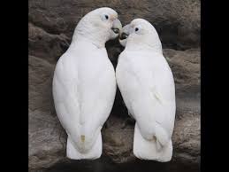 The goffin cockatoo, also known as the 'blushing cockatoo' and tanimbar corella, is a friendly species of bird. Goffin Cockatoo Breeder Pair Youtube