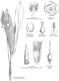 Image result for Convallariaceae