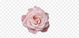 1920x1200 pink flower desktop wallpapers (69+ background pictures)> download. Pastel Pink Rose Pinkrose Aesthetic Soft Sticker Flower Pastel Pink Flowers Transparent Hd Png Download 500x333 3742005 Pngfind