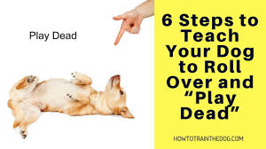 Having fun training and in no time will your dog be rolled around. 6 Steps To Teach Your Dog To Roll Over And Play Dead Youtube