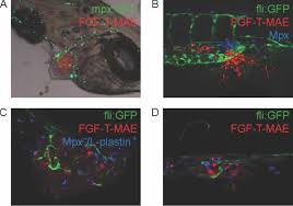 Mb&f plunges into the water with horological machine n°7. Neutrophil Mediated Experimental Metastasis Is Enhanced By Vegfr Inhibition In A Zebrafish Xenograft Model He 2012 The Journal Of Pathology Wiley Online Library