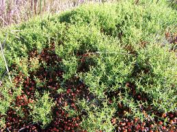 Image result for Chironia