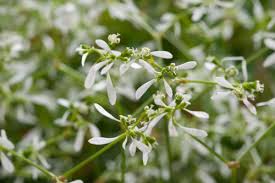 Image result for Euphorbia dawei