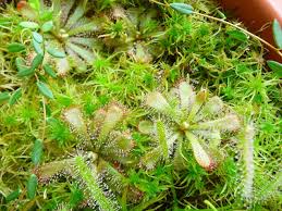 Image result for Drosera dielsiana
