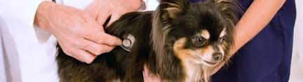Dental technicians clean teeth with an ultrasonic dental machine, then polish teeth to create a smooth tooth surface more resistant to plaque buildup. Pet Health Bellevue And Sandusky Animal Hospitals