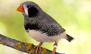 Finch Very Small Birds Of South Africa Zebra Finches Available Now At Thefinchfarm Com In 2020 Zebra Finch Finch Gorgeous Pets