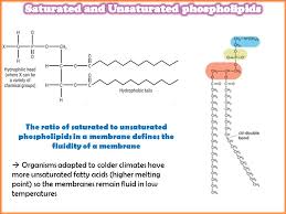 Unlike simple diffusion, cell membranes often incorporate specialized membrane proteins. 1 Name The Cell Component That Controls Entry And Exit Of Substances Into And Out Of The Cell 2 In What Part Of The Cell Is Chromatin Found 3 What Is Ppt Download