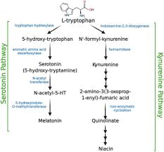 In north america, the prevalence of irritable bowel syndrome is 5 to 10 percent with peak. The Role Of Serotonin And Diet In The Prevalence Of Irritable Bowel Syndrome A Systematic Review Translational Medicine Communications Full Text