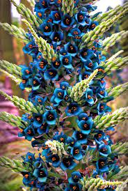 Puya Alpestris Plants Strange Flowers Rare Flowers