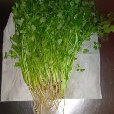 Kalau daun sup dan daun ketumbar masih dijual dengan akarnya mungkin lebih mudah untuk anda membezakan keduanya. Jual Daun Ketumbar Wansui 250gr Jakarta Barat Hidroponi Q Tokopedia