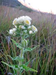 Image result for Helichrysum foetidum