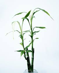 Maybe you would like to learn more about one of these? The Perfect Plants For A Florida Apartment Rental