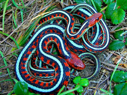 Mating Thamnophis Sirtalis Infernalis California Red Sided Garter Snake Poisonous Snakes Snake Beautiful Snakes
