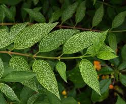 Forsythia Foliage Variegated Forsythia Foliage