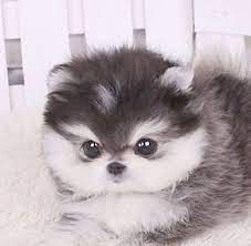 Maybe you would like to learn more about one of these? Ah Yorkie Puppies For Adoption In Charlotte Nc View Cute Animals Puppies Pets