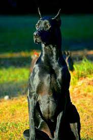 This is very obviously going to make for a very large dog that could have the potential to be aggressive. Schwarzer Dobermann Doberman Dogs Black Doberman Dogs