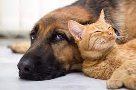 Studies performed at the university of iowa have helped show that radon is the second leading cause of lung cancer and the leading environmental cause of cancer deaths in. Radon And Pets How Does Radon Affect Your Pet S Health