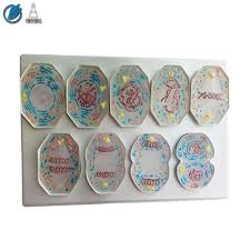 Maybe you would like to learn more about one of these? 9 Pcs Plastic Animal Cell Mitosis Model Buy 9 Pcs Plastic Animal Cell Mitosis Model Plastic Animal Cell Mitosis Model Animal Cell Mitosis Model Product On Alibaba Com