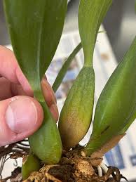 Image result for Bulbophyllum cochleatum