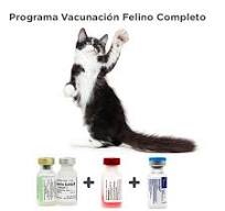 Programa vacunación felino adulto completo