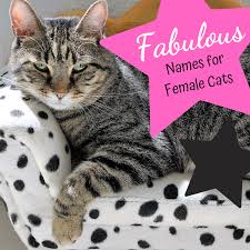 Some of the names are from classical mythology. Majestic Cat Names 88 Fabulous Names For Females Pethelpful By Fellow Animal Lovers And Experts