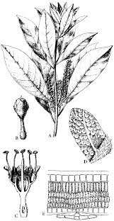 Image result for Strephonema sericeum