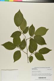 Image result for Celtis sinensis