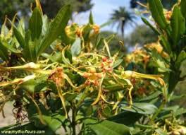 Image result for Strophanthus speciosus