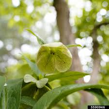 We did not find results for: Hellebore Helleborus Orientalis Ssp Abchasicus A Braun B Mathew