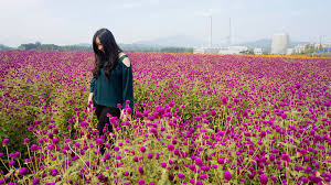 Makna bunga nasional yang dalam. Yangju Nari Park Korea Selatan Tripzilla Indonesia Facebook