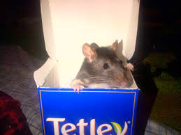 Tea Time For Scully The Rat Cute Rats Rats Hamster