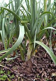 Epingle Sur Jardin Deco Brico