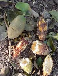 Image result for Balanites