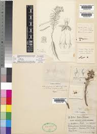 Image result for Aspidoglossum biflorum