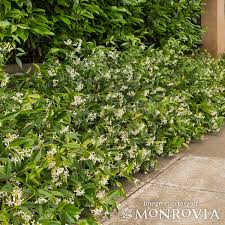 Image result for Jasminum meyeri-johannis