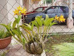 Hortikultur hiasan & landskap (orkid) bab 3 : Fcu Homeschooling Journey Cara Cara Penjagaan Orkid Dan Pembiakan Orkid