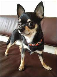 I Ve A Brief Haired Chihuahua That Sheds A Minimum Of Twice As Much As My Long Haired Chihuahua Chihuahua Dogs Cute Chihuahua Chihuahua Puppies