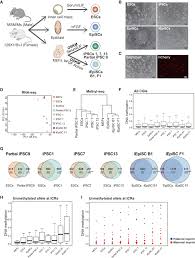 De Novo Dna Methylation At Imprinted Loci During