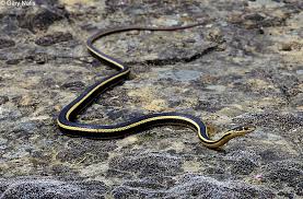 Black And White Snake Northern California Striped Racers Whipsnakes Found In California