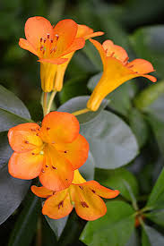 Pin On Flor