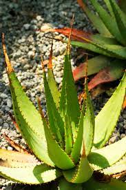 Check spelling or type a new query. Aloe Vera Relatives Learn About Different Types Of Aloe Plants