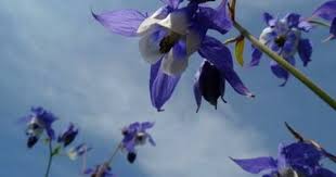 Aquilegia Olympica Aquilegia Olympica Jpg Akelei Pflanzen