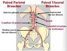 12 Anatomy Ideas Anatomy Arteries Abdominal Aorta