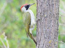 The ian symbol libraries currently contain 2976 custom made vector symbols designed specifically for enhancing science communication products with diagrammatic representations of complex processes. Eurasian Green Woodpecker Ebird