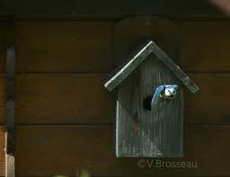 Le Boulot Au Nichoir Nature Emotion Nichoir Mesange Nichoir Mesange
